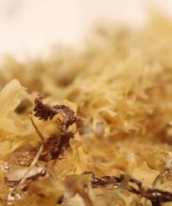 Closeup_of_Dried_Whole_Leaf_Irish_Moss