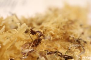 Closeup_of_Dried_Whole_Leaf_Irish_Moss